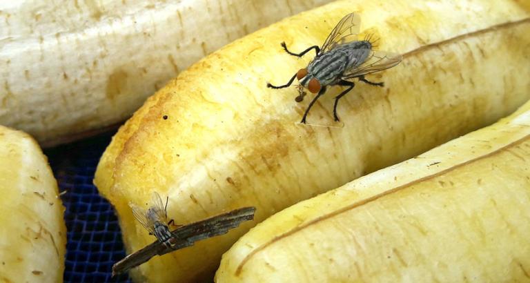 Climate change could increase foodborne illness by energizing flies