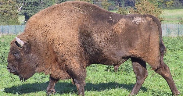 European Bison free to remain in the wild after court decision