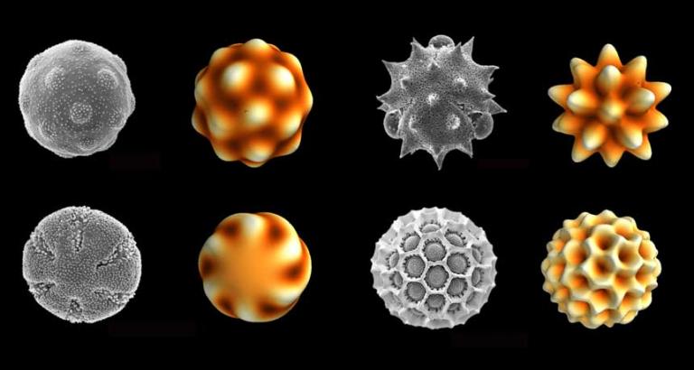 Physics explains how pollen gets its stunning diversity of shapes