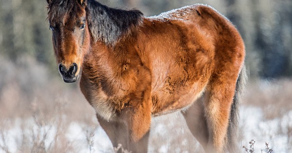 Photo: Wild horse kissed by frost