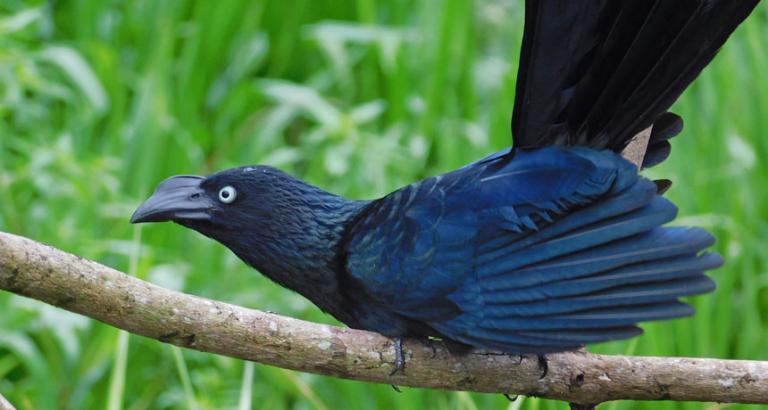 This parasitic cuckoo bird shows cheaters don’t always get ahead