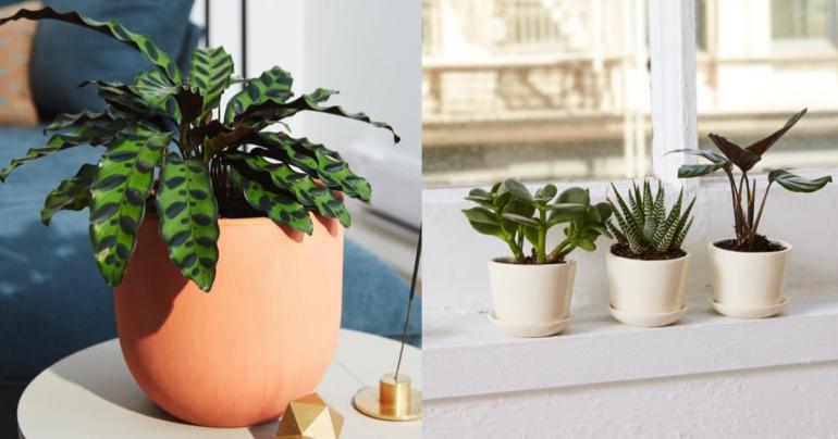 All the Houseplants That Are Good For You, Your Home, and Most Importantly, Your Pets!