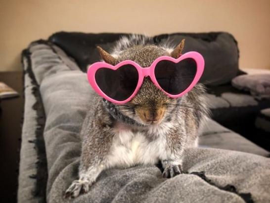 Meet Thumbelina, the rescue squirrel who was given another chance (15 Photos)