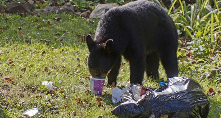 Bears that eat ‘junk food’ may hibernate less and age faster