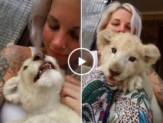 Girls and lion cubs have a lot in common, they’re both adorable yet terrifying (Video)