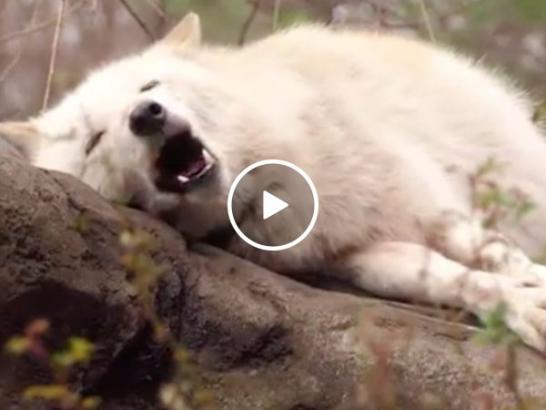 Lazy wolf does an AWOOOO (Video)