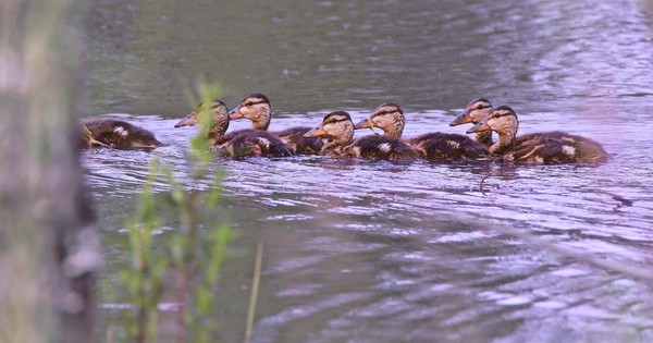 Photo: All aboard the duckling train