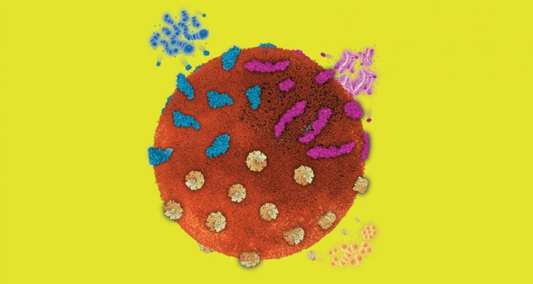 Nanosponges sop up toxins and help repair tissues
