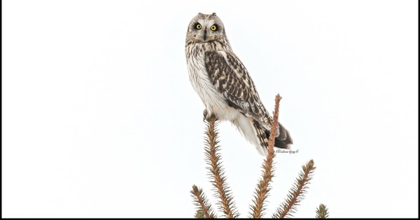 Photo: Short-eared owl has personality to spare