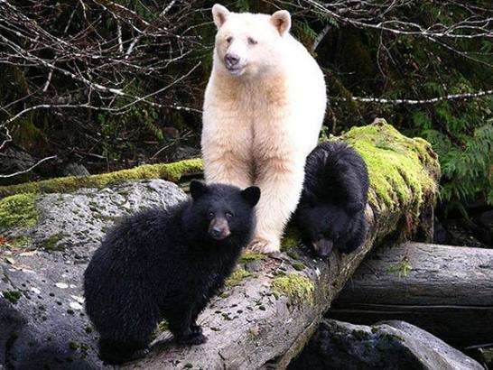 These albino animals prove that beauty is in the eye of the beholder (22 Photos)