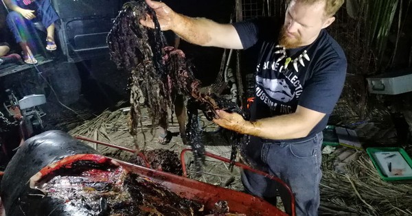 Whale dies with 40 kilograms of plastic in its stomach
