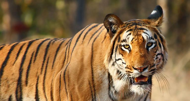 How a tiger transforms into a man-eater