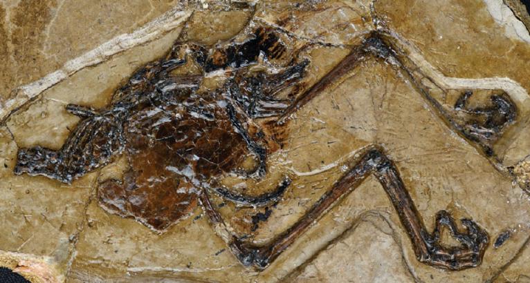 In a first, a fossilized egg is found preserved inside an ancient bird