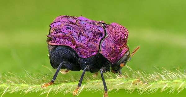 Photo: World's cutest beetle makes an encore