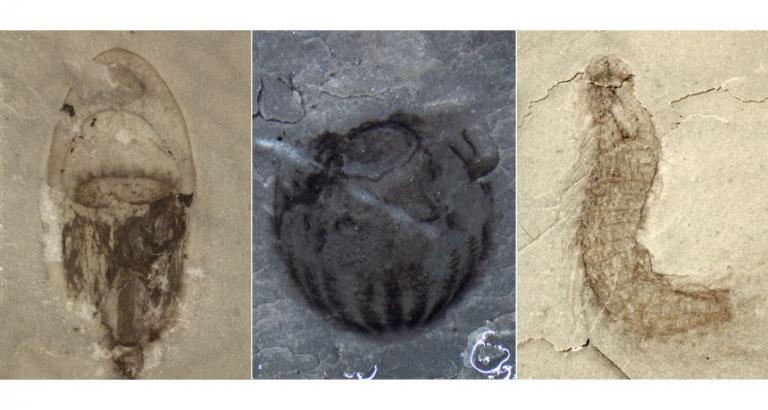 Newfound fossils in China highlight a dizzying diversity of Cambrian life