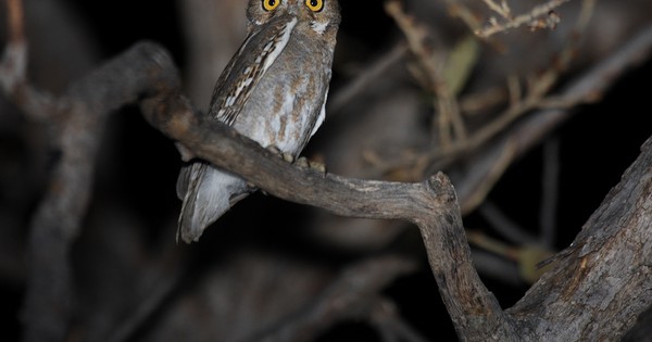 11 facts about elf owls, the smallest owls in the world