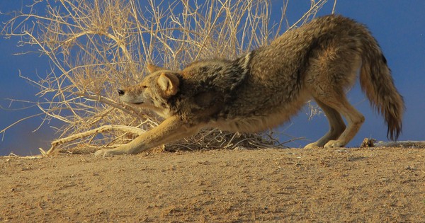 Photo: Coyote practices downward dog