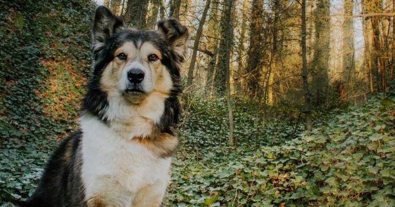 It's Best You Just Know That You'll Cry Immediately at This Post About “How Quickly Dogs Age”