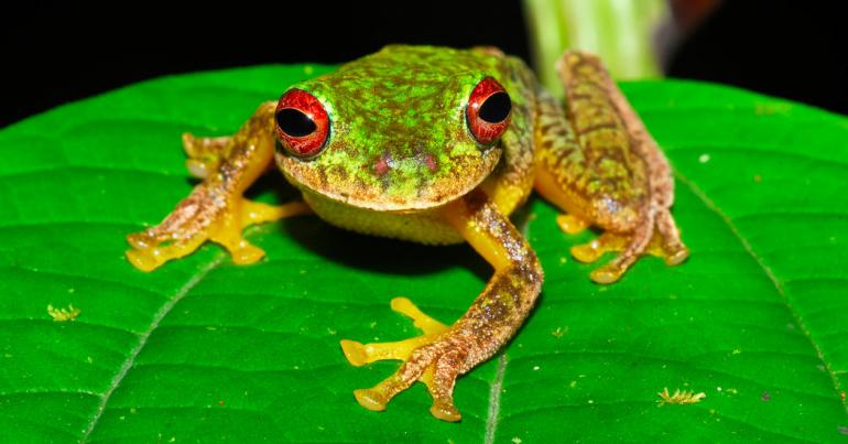 The Plague Killing Frogs Everywhere Is Far Worse Than Scientists Thought