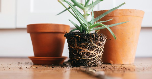 Hot to repot your houseplants to keep them happy