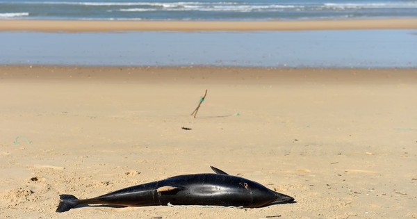 Over 1,000 mutilated dolphins have washed up on French coast