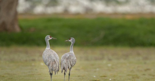 Photo: Sandhill cranes make a perfect pair