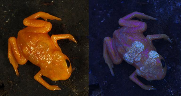 Tiny pumpkin toadlets have glowing bony plates on their backs