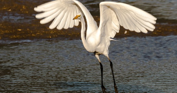 Photo: Great egret takes off like a boss