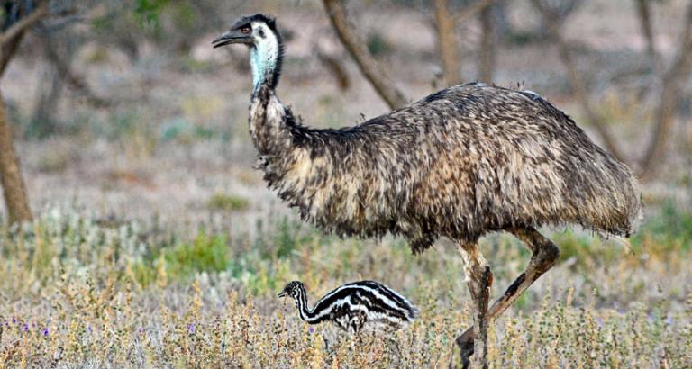 How emus and ostriches lost the ability to fly