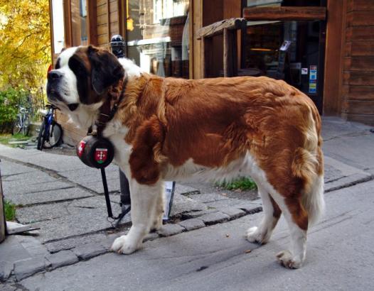 Saint Bernards