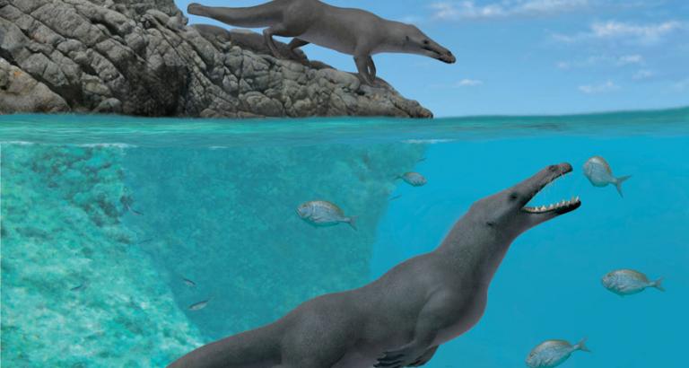 Peruvian fossils yield a four-legged otterlike whale with hooves