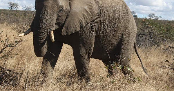 Suspected rhino poacher killed by an elephant, eaten by lions
