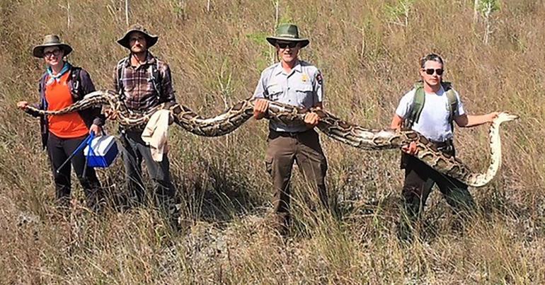 A 17-Foot Burmese Python Was Found in Florida. What Was It Even Doing There?