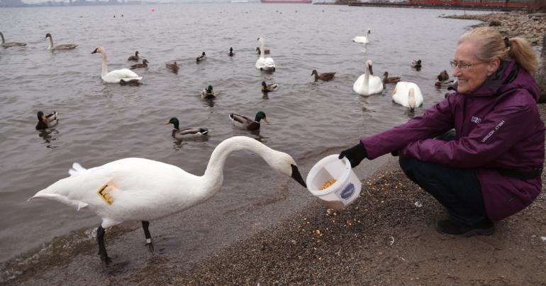 The Comeback of Trumpeter Swans