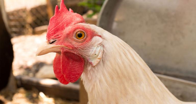 Chickens stand sentinel against mosquito-borne disease in Florida