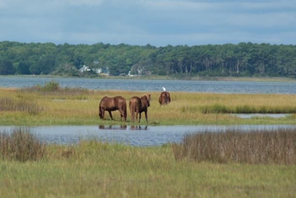 Assateague Island