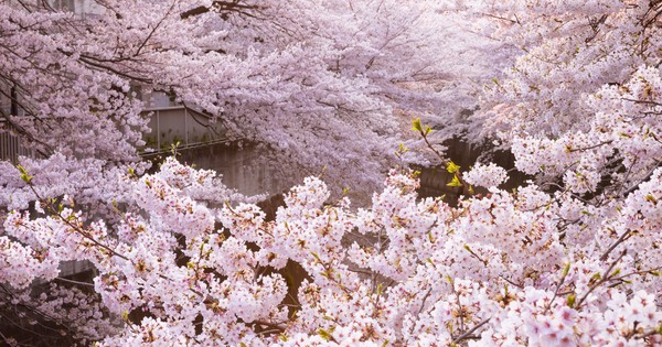 We should all adopt 'hanami,' the Japanese tradition of flower viewing