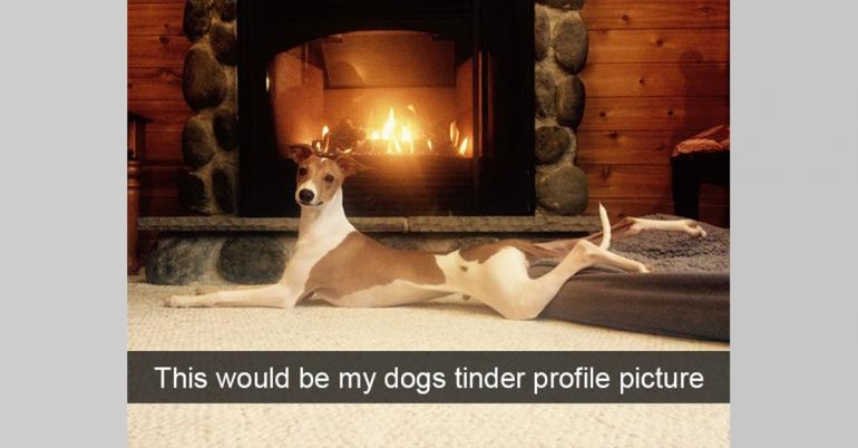 A huge helping of doggy snapchats (73 photos)