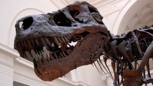 Baby T-Rex fossil listed on eBay for $3 million sparks outrage
