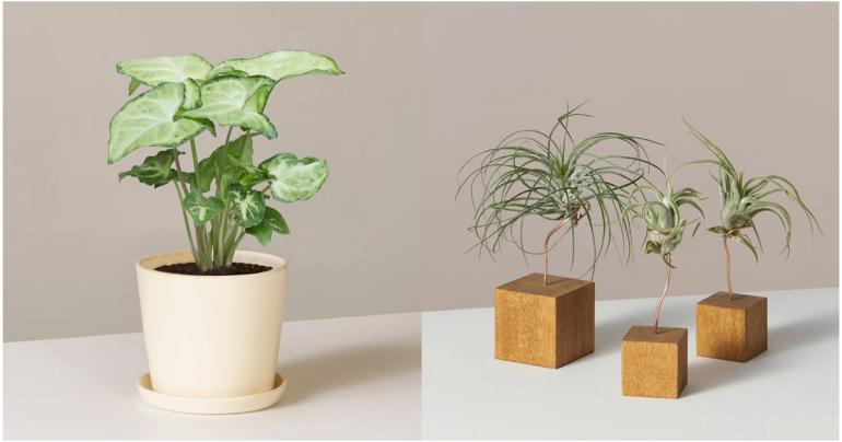 Bye-Bye, Boring Desk! 50+ Plants That Will Liven Up Your Office
