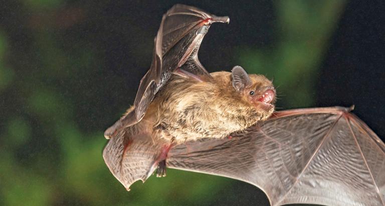 A scientist used chalk in a box to show that bats use sunsets to migrate