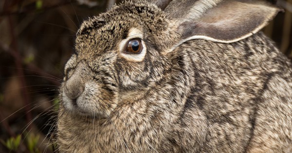 Photo: Jackrabbit isn't a rabbit at all