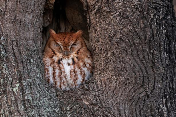 Owl raises duckling after mistaking its egg for her own