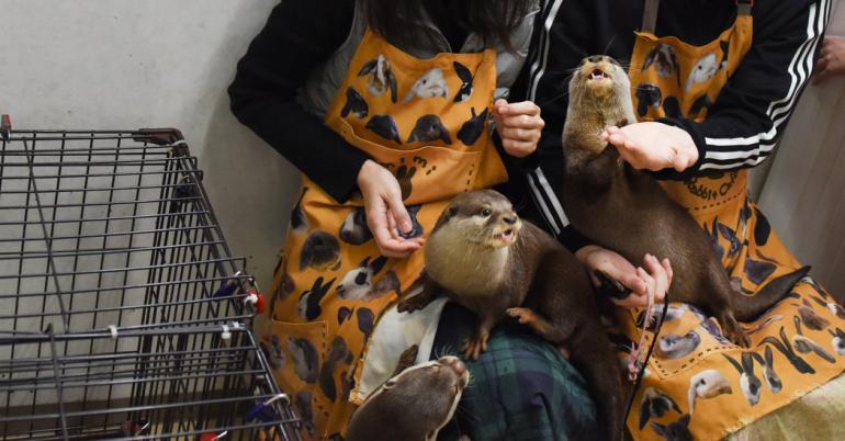 These Otters Are Popular Pets in Asia. That May Be Their Undoing.