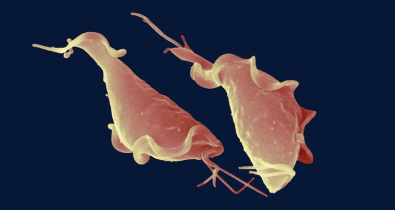How an obscure sexually transmitted parasite tangoes with the immune system