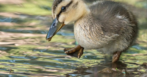 Photo: Cutest duckling tests the water