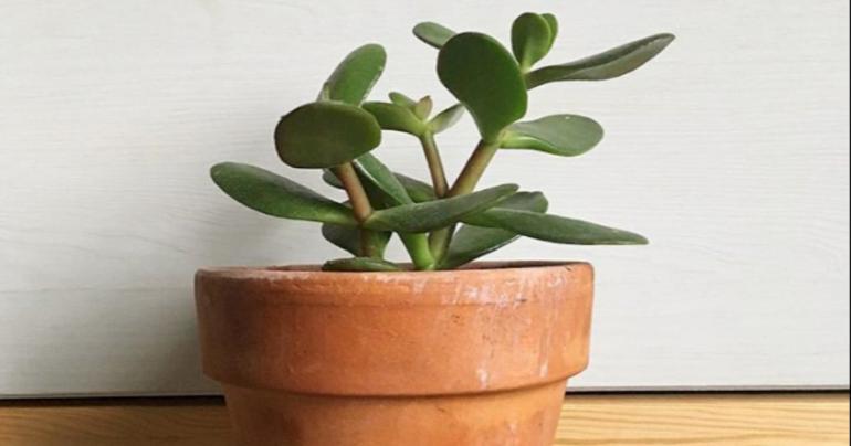 13 of the Easiest Plants to Care For