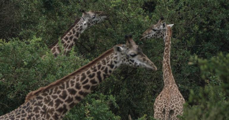 U.S. to Consider Listing Giraffes as Endangered Species