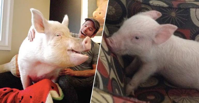 The unbelievable life of Esther, the not-so-micro pig (19 Photos)