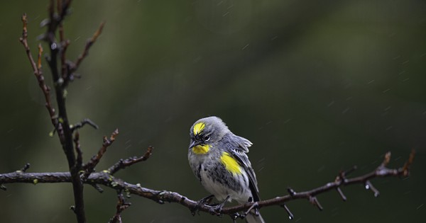 Photo: Yellow-rumped warbler weathers the rain